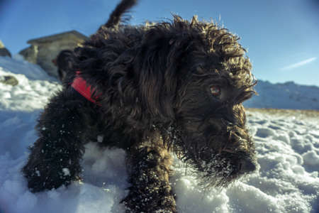 Labradoodle in the snow