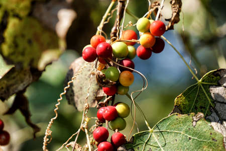 Four color berriesの写真素材