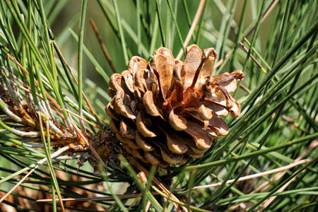 Pinecone and needlesの写真素材