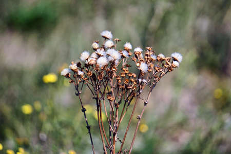 Brown plantの写真素材