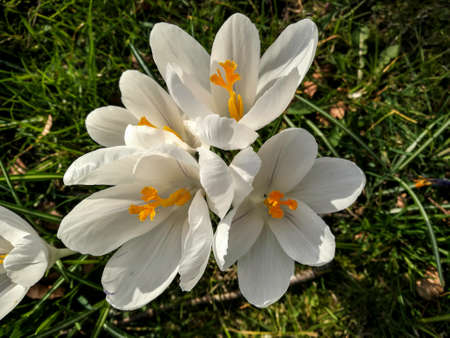 Flower in the springの写真素材