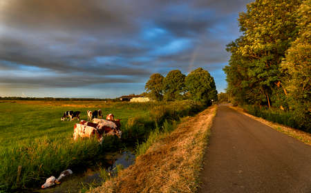 Cow in the waterの写真素材