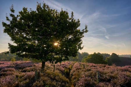 Sun shining through treeの写真素材
