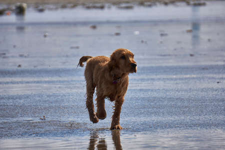 Cocker spaniel puppy running on the beachの写真素材