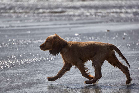 Cocker spaniel puppy walking on the beachの写真素材