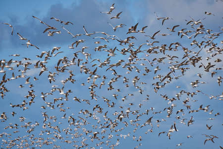 large Flock of seagulls with cloudy skyの写真素材