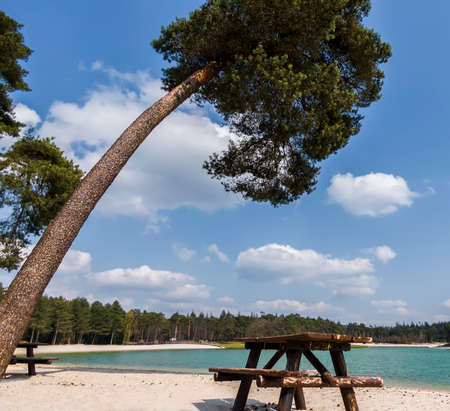 Palm tree and picnic table on tropical beachの写真素材