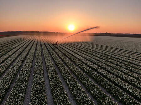 Water irrigation hose soaking a field of tulip flowers in the Netherlands at sunsetの写真素材