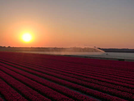 Beautiful red tulip field with irrigation hose at sunset in the netherlandsの写真素材