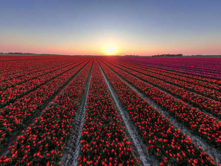 Beautiful red tulip field at sunset in the netherlandsの写真素材