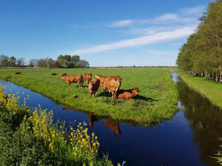 Brown cows in sunny meadow with ditch and bright blue skyの写真素材