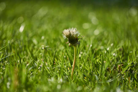 Focus on young dandelion flower in grass with blurry green backgroundの写真素材