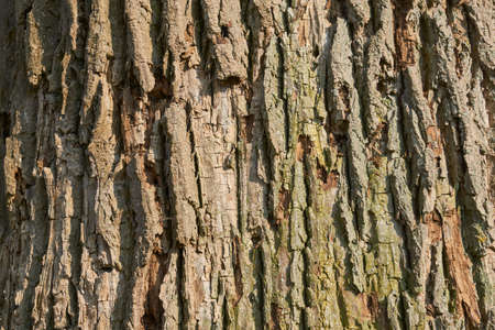 Texture bark or large oak tree in bright sunlightの写真素材