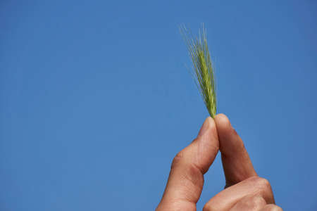 Holding green plant in hand against blue sky background, sustainability ecology conceptの写真素材