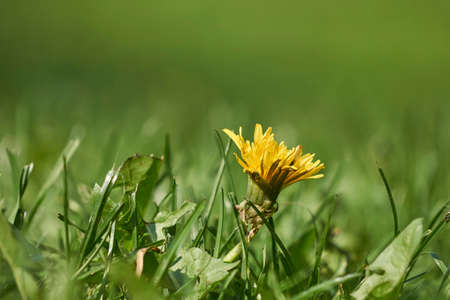 Focus on young yellow dandelion flower in grass with blurry green backgroundの写真素材