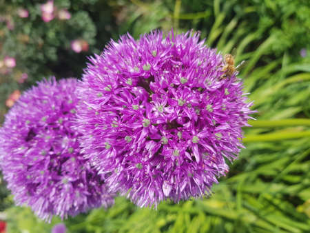 Purple plant with bee working to fertilize the vegetationの写真素材