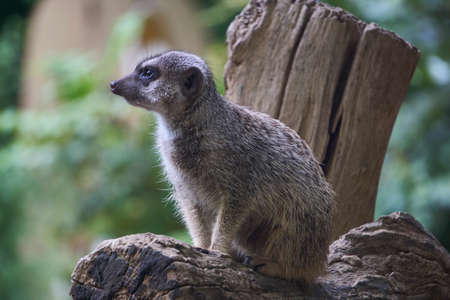 Tiny Meercat sitting on log watching alert to its surroundings