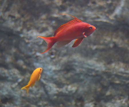 Red and orange fishes swimming with rock backgroundの写真素材