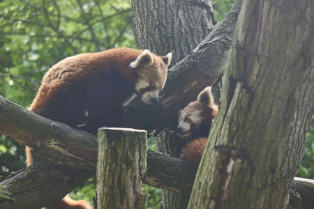 Two tiny red pandas climbing in tree trunksの写真素材