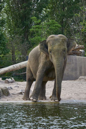 Posing elephant being very charming and flirtyの写真素材