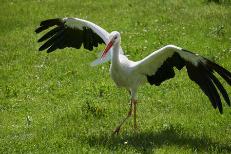 Stork bird spreading its wings in grass field meadowの写真素材
