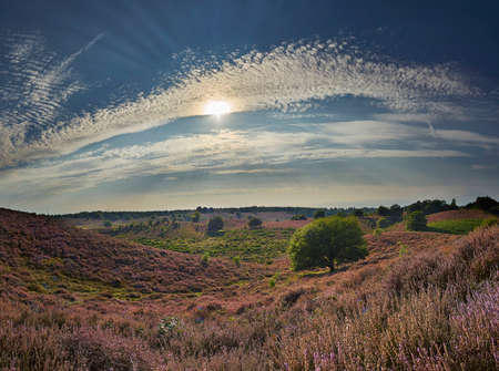 Panoramic picture of blossoming purple heath with green grass and trees on a bright summer day, Veluwe, The Netherlandsの写真素材