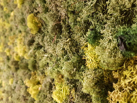 Background texture of differend shades or green moss vegetationの写真素材