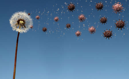 Dandelion flower spreading floating seeds and virus on blue background with copy space, hay fever or corona virus conceptの写真素材