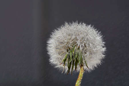 Close up macro photo of Dandelion in the rain with water drops on fluffy seedsの写真素材