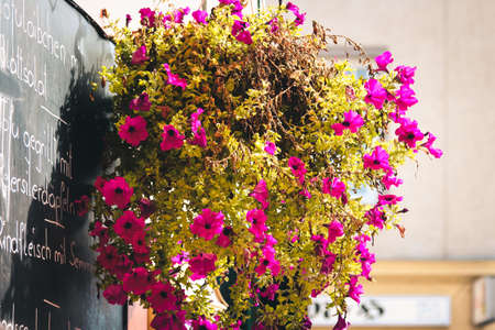 Wall street flower pot with bright pink flowers.の写真素材