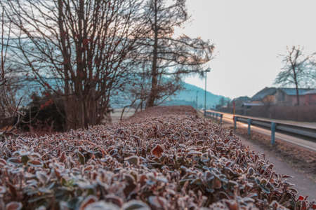 Hoarfrost on trimmed garden bushes early winter morning.の写真素材