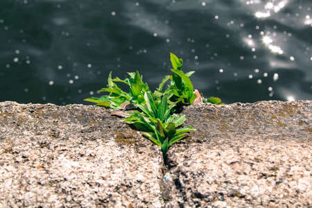Little green plant broke through the massive stone on the waterfront.の写真素材