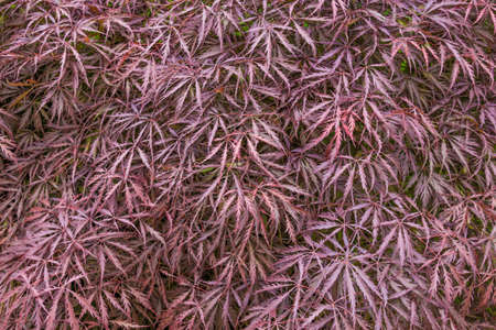 Light purple plants growing evenly on the ground.