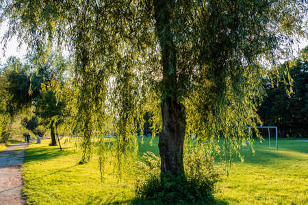 Tree against backlight at sunset on cutted green grass.の写真素材