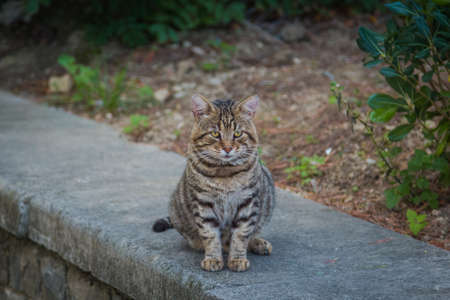 Fat mongrel cat willingly posing for the camera on the street.の写真素材