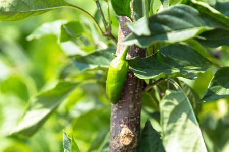 Organic bell pepper grows on bushes in the village.の写真素材