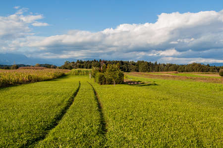 Accurate track stretches into the distance of green field.の写真素材