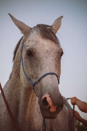 Gray horse taking shower before riding session.の写真素材