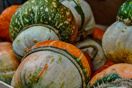 DECORATIVE PUMPKIN MUSHROOM in the market, close-up viewの写真素材