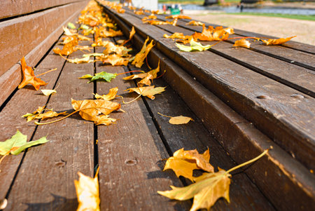 Macro photo of yellow autumn leaves on a wooden bench in the park against the blue sky, selective focusの写真素材