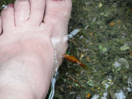 Top view of woman feet dip in river, fish spa , fish pedicure, summer relaxing feeling lifestyle, travel photoの写真素材