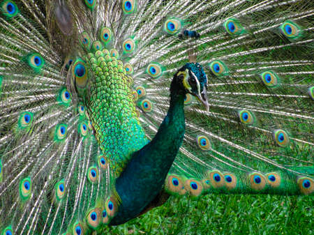 The head and plumage of a peacock, KL Bird Park, copy spaceの写真素材