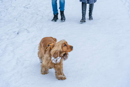 A red dog of the Cocker Spaniel breed walks in the snow in winter. behind are dog owners