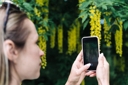 A woman photographs on her smartphone the yellow flowers of blooming Laburnum anagyroides or golden rainの写真素材