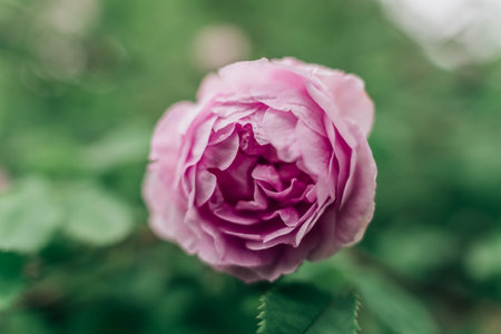 Close-up soft focus on pink English rose flowerの写真素材