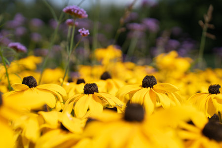 Shallow depth of field. Rudbeckia fulgida flowers, orange echinacea or perennial echinaceaの写真素材