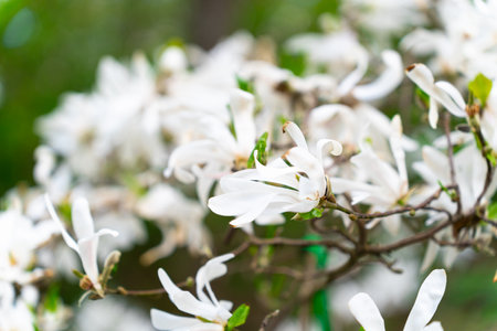 Lushly blooming Magnolia stellata or star magnolia tree in a starry spring.Magnolia stellata Siebold and Zucc. Maxim.の写真素材