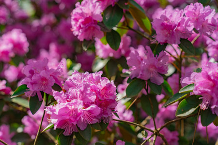 Flowers of Rhododendron 'PJ Mezitt' blooming in may.の写真素材