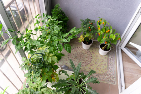 Top view of the bushes of vegetables, cherry tomatoes and hot peppers grown at home on the balconyの写真素材