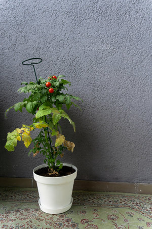 A bush of ripe cherry tomatoes Tiny Tim Tomato in a white pot grown at home on the balcony. Some of the leaves have turned yellow or dried outの写真素材